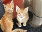 Kittens for A Kind Home