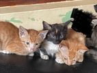 Kittens for a kind home