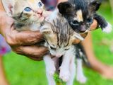 Kittens for A Kind Home