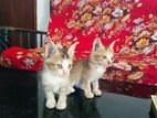 Kittens for A Kind Home