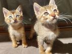 Kittens for A Kind Home (male)