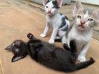 Cat for Kind Home