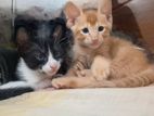 Kittens for A Loving House