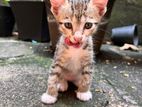 Kittens for Kind Home