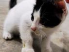 Kittens for Kind Home