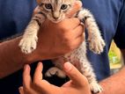 Kittens for Kind Home