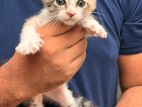 Kittens for adoption