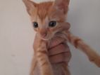 Kitten for kind Home