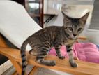 Kittens for Kind Home