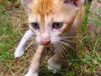 Kittens for Adoption