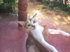 Kittens For Kind Home