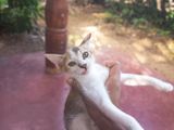 Kittens For Kind Home