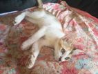 Kittens For Kind Home