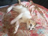 Kittens For Kind Home