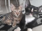Kittens for Kind Home