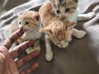 Kittens for Kind Home
