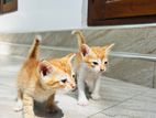 Kittens for Kind Home