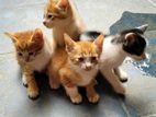 Kittens for Adoption