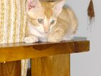 Kittens for Kind Home