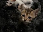 Kittens for Kind Home
