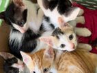 Kittens for A Kind Home