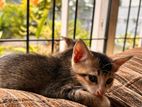 Kittens for Kind Home