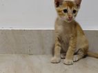 Kittens for Free Adoption