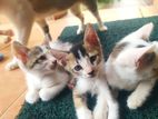 Kittens for Kind Home