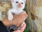 Kittens for Kind Home