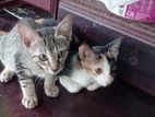 Kittens for Kind Home