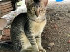 Kittens for Kind Home