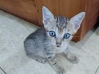 Kittens for Kind Home
