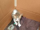 Kittens for Kind Home