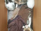 Kittens for Kind Home