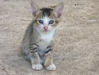 Kittens for Kind Home