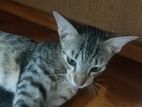 Kittens for Kind Home