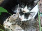 Kittens for Kind Home