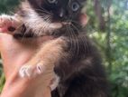 Kittens for Kind Home
