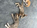 Kittens for Kind Home