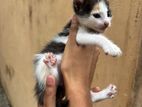 Kittens for Kind Home