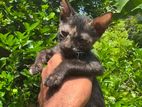 Kittens for Kind Home
