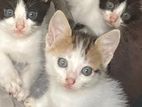 Kittens for Kind Home