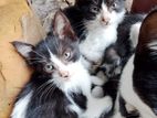Kittens for Kind Home