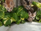 Kittens for Kind Home