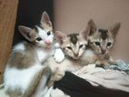 Kittens for Kind Home