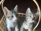 Kittens for Kind Home