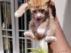 Kittens for Kind Home