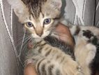 Kittens for Kind Home