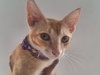 Kittens for Kind Home