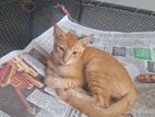Kittens for Kind Home